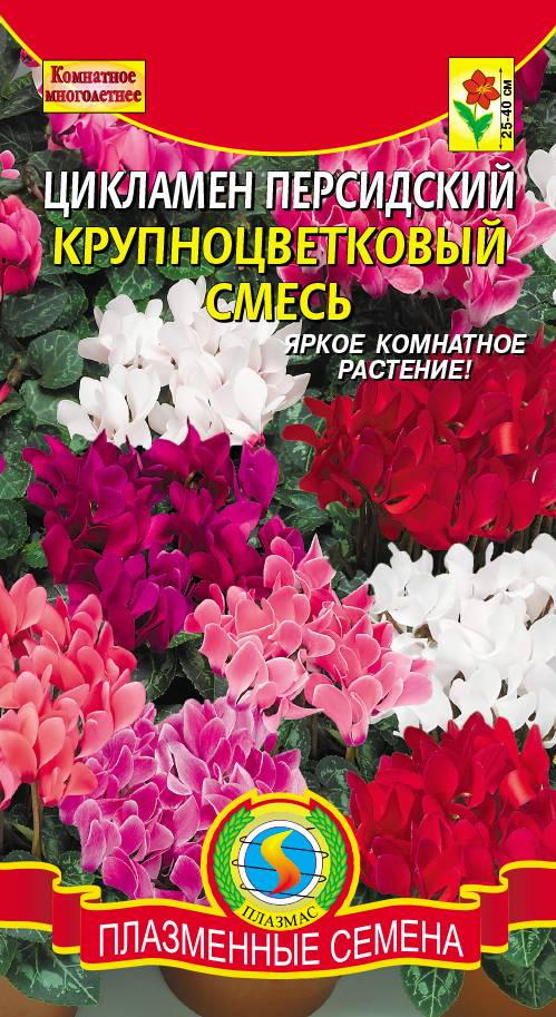 Купить Семена Цикламена Недорого