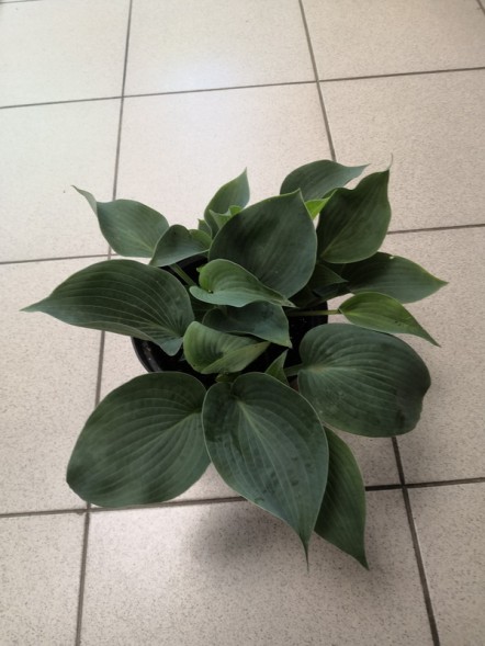  Хоста микс 3