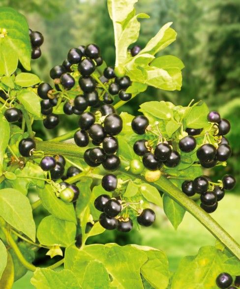 Семена Паслен Шершавый (Сады России)