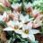 Тюльпан ботанический Леди Джейн