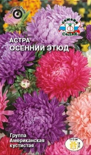 Семена Астра Осенний этюд (СеДеК)