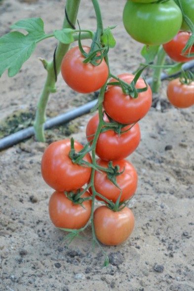 Семена Томат Кохава F1 (Семко)