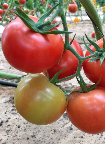 Семена Томат Кохава F1 (Семко)