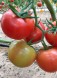 Семена Томат Кохава F1 (Семко)