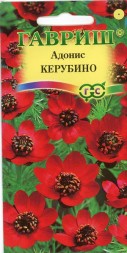 Адонис летний Керубино (Гавриш)