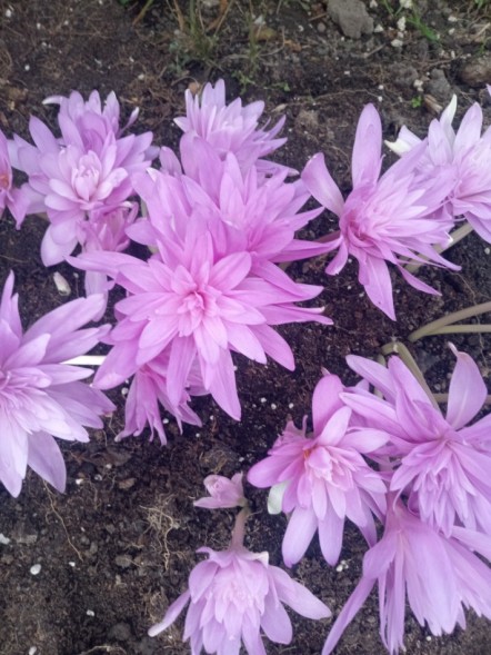  Безвременник махровый