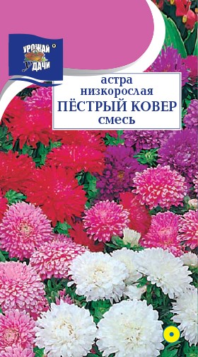 Семена Астра низкорослая Пестрый ковер смесь УУД