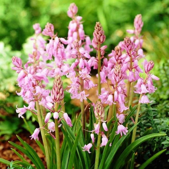  Пролеска колокольчатая Пинк