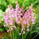  Пролеска колокольчатая Пинк