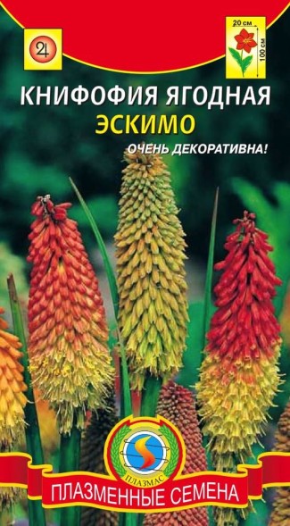 Семена Книфофия ягодная Эскимо ПЛ