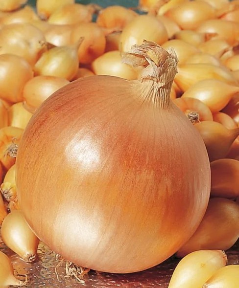  Лук-севок Геркулес F1 10-21