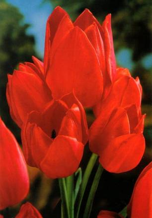 Тюльпан Многоцветковый Флоретте
