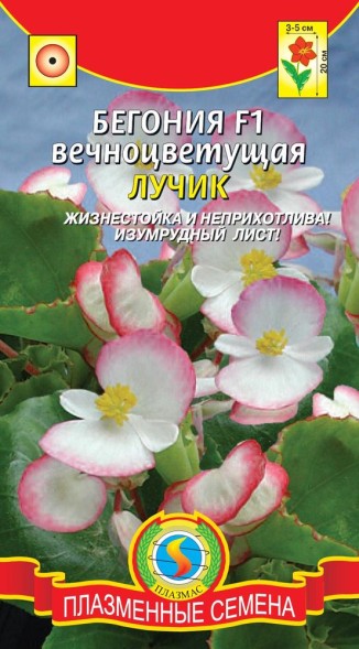Семена Бегония вечноцветущая F1 Лучик ПЛ