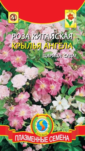 Семена Роза китайская Крылья Ангела ПЛ