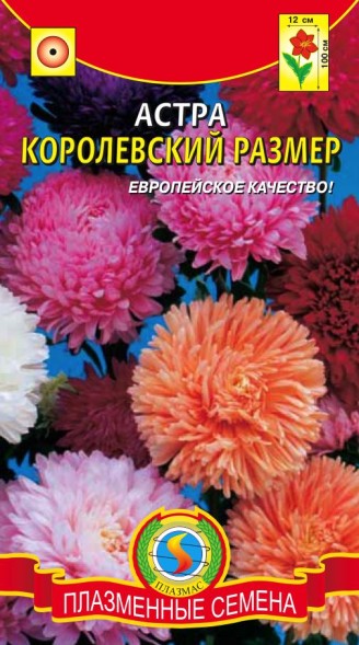 Семена Астра Королевский размер ПЛ