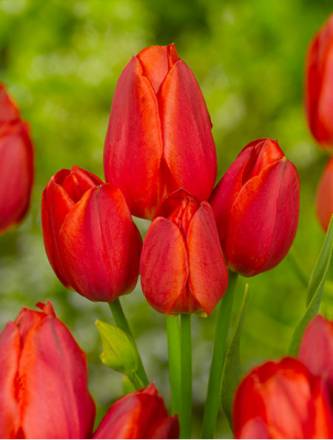 Тюльпан Многоцветковый Ориндж Букет