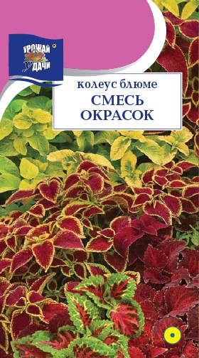 Семена Колеус Блюме Смесь окрасок УУД