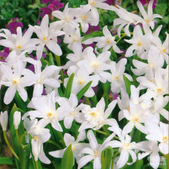  Хионодокса Гигантская Альба