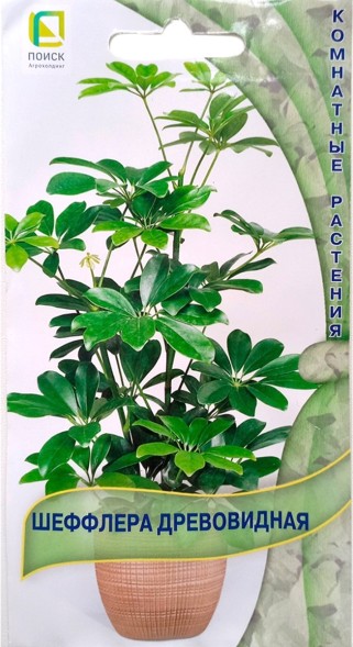 Семена Шеффлера древовидная (Поиск)