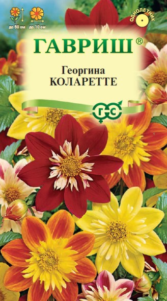 Семена Георгина Коларетте (Гавриш)