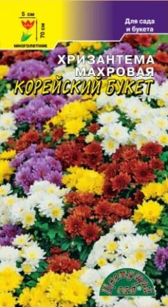 Хризантема Корейский букет махровая (Цвет сад)