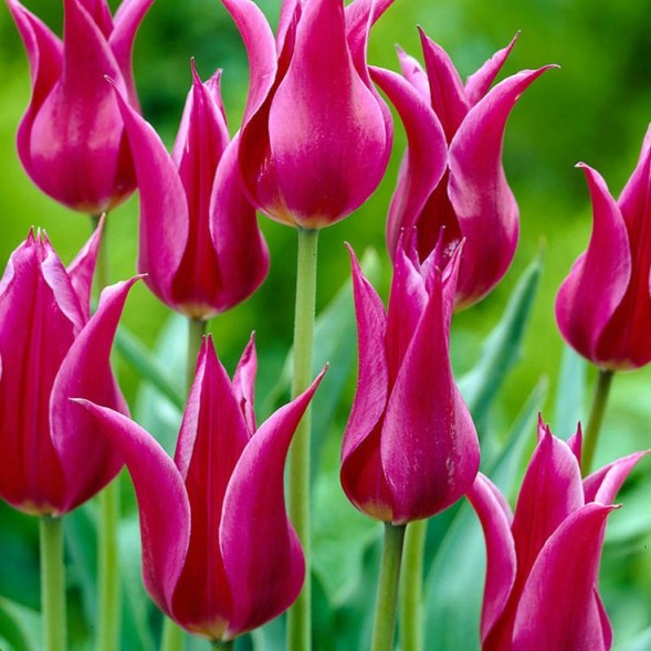  Тюльпан Мейтайм