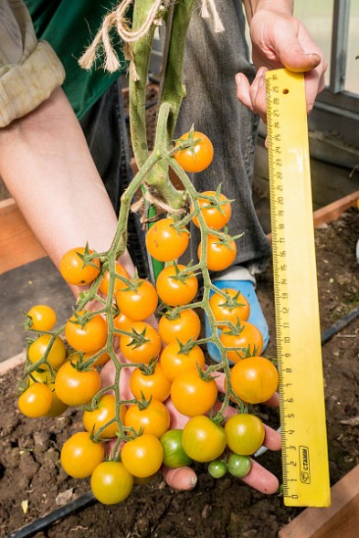 Семена Томат Черри Краски F1 (Партнер)