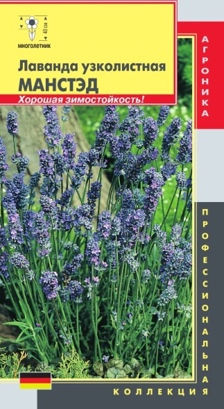 Семена Лаванда узколистная Манстэд ПЛ