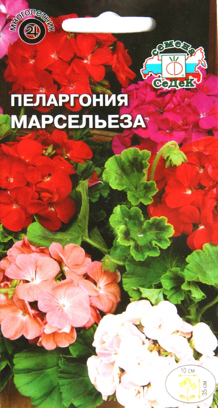 Семена Цветов Купить Герань