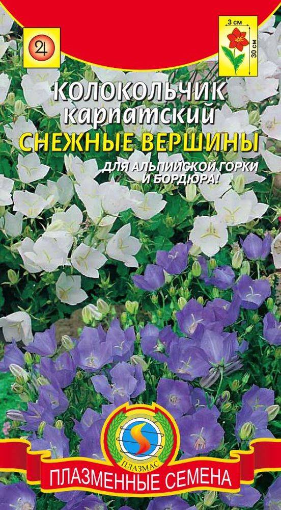Где Купить Семена Кампанулы