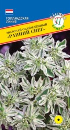 Молочай Ранний снег окаймленный (Престиж)