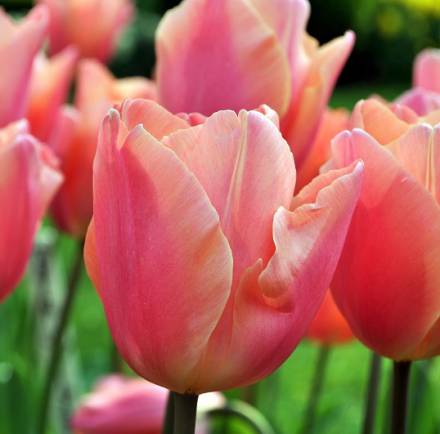 Тюльпан Многоцветковый Драгон Кинг