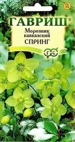 Семена Морозник Спринг восточный кавказский (Гавриш)