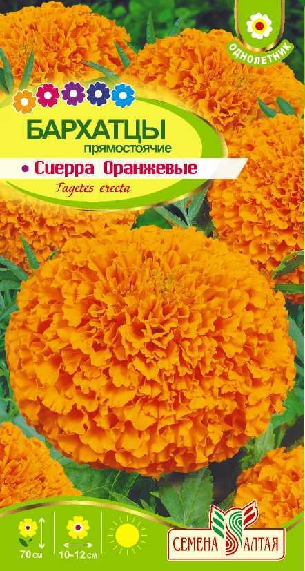 Бархатцы Синие Купить Семена