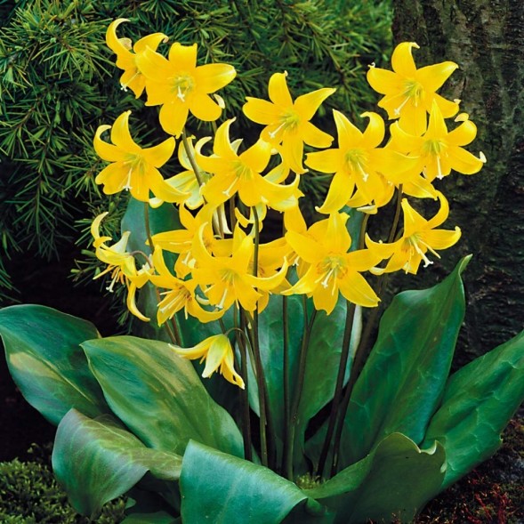  Кандык туолумнийский Пагода