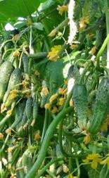 Семена Огурец корнишон Само Совершенство F1 УУ