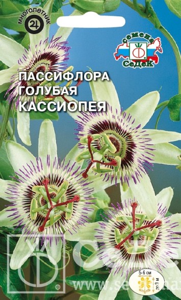 Семена Пассифлора Кассиопея (голубая) (СеДеК)