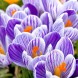  Крокус крупноцветковый Пиквик