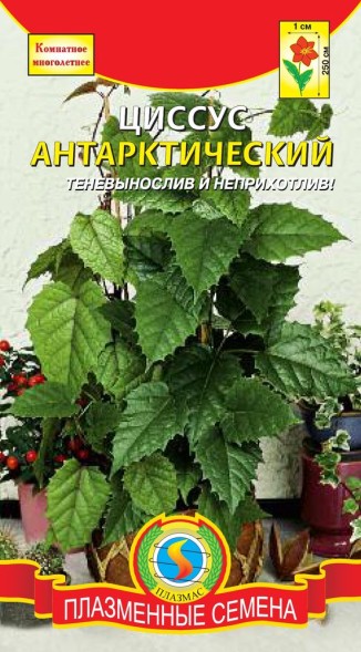 Семена Циссус антарктический ПЛ