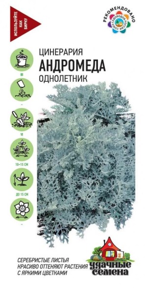 Семена Цинерария Андромеда (Гавриш)