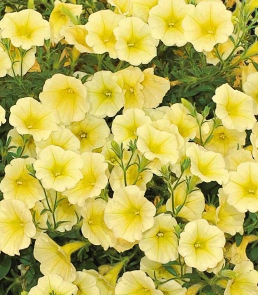 Семена Петуния Лавина Желтый каприз F1 ампельная (Престиж)