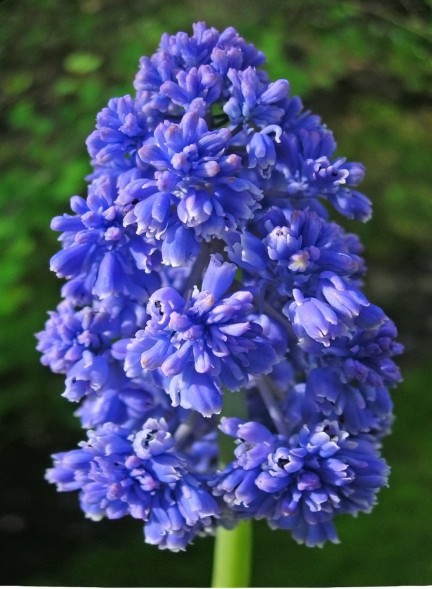  Мускари Блю Спайк