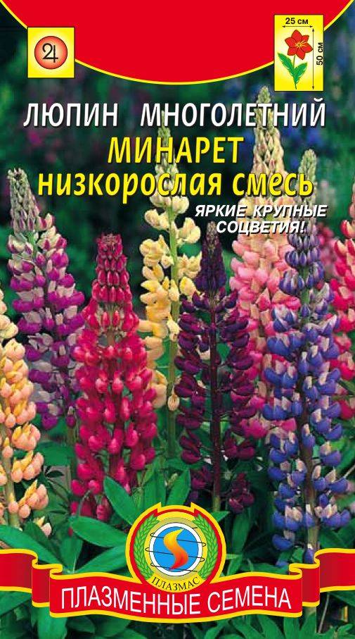 Схема посадки люпина многолетнего
