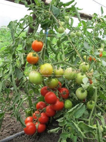 Семена Томат Морозко F1 (Мязина Л.А.)