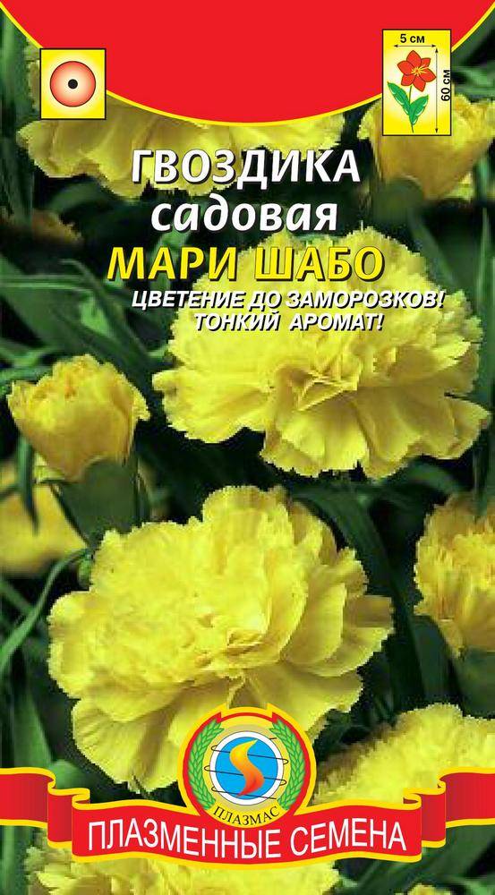 Гвоздика Шабо Фото Семян