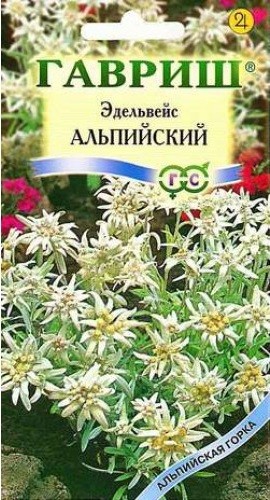 Семена Эдельвейс  Альпийский Занзи (Гавриш)