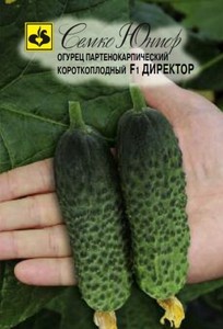 Семена Огурец Директор F1 Семко