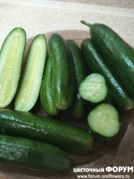 Семена Огурец Обжорка F1 (Биотехника)