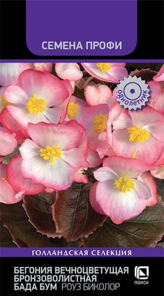 Семена Бегония Бада Бум Роуз Биколор вечноцветущая бронзоволистная (Поиск)