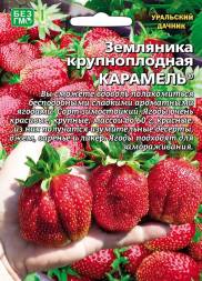 Земляника Карамель крупноплодная УД